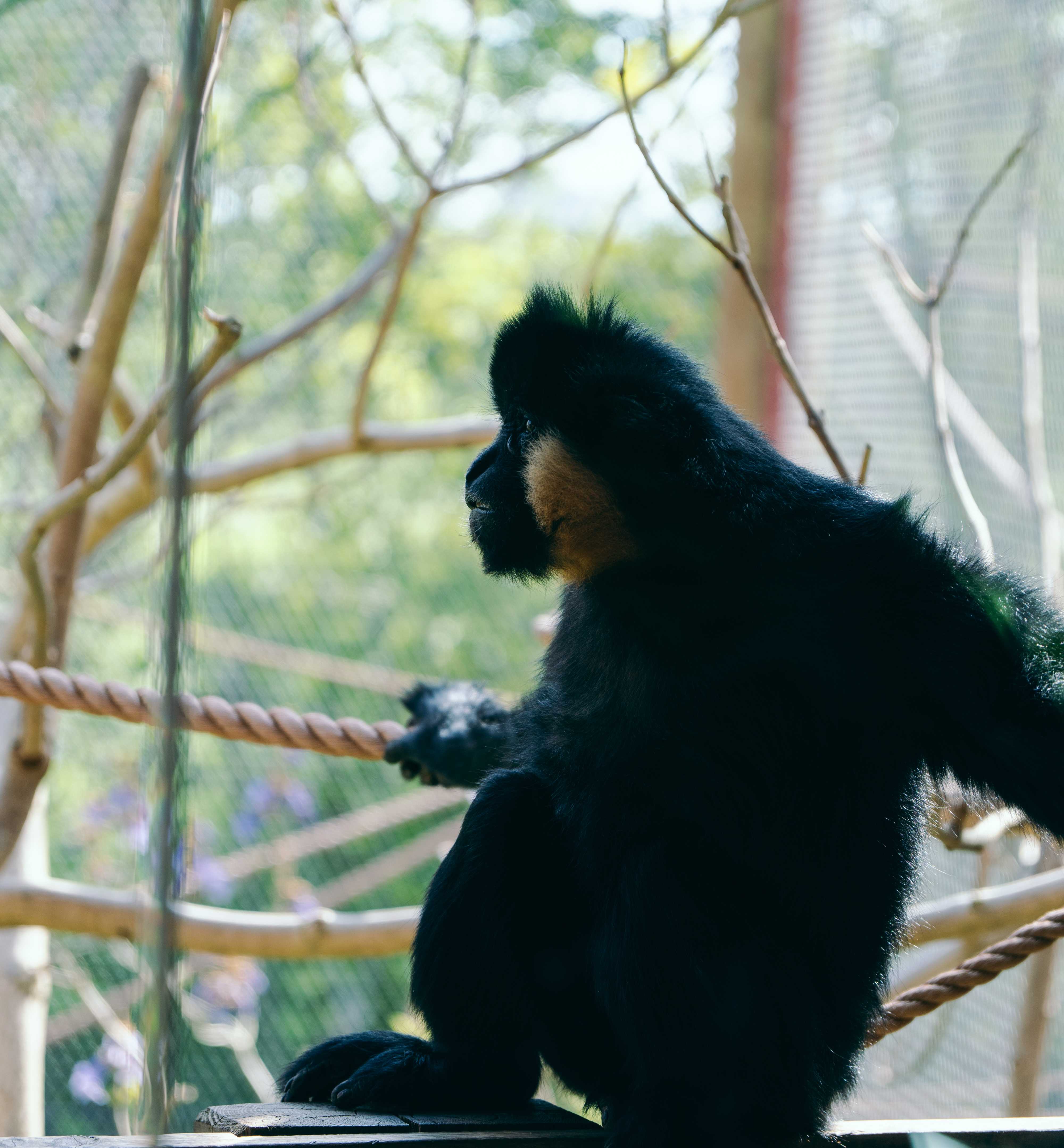 Pondering Gibbon